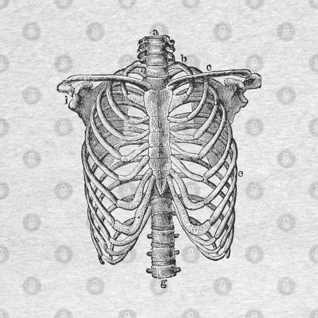 Anatomy lungs by Signum